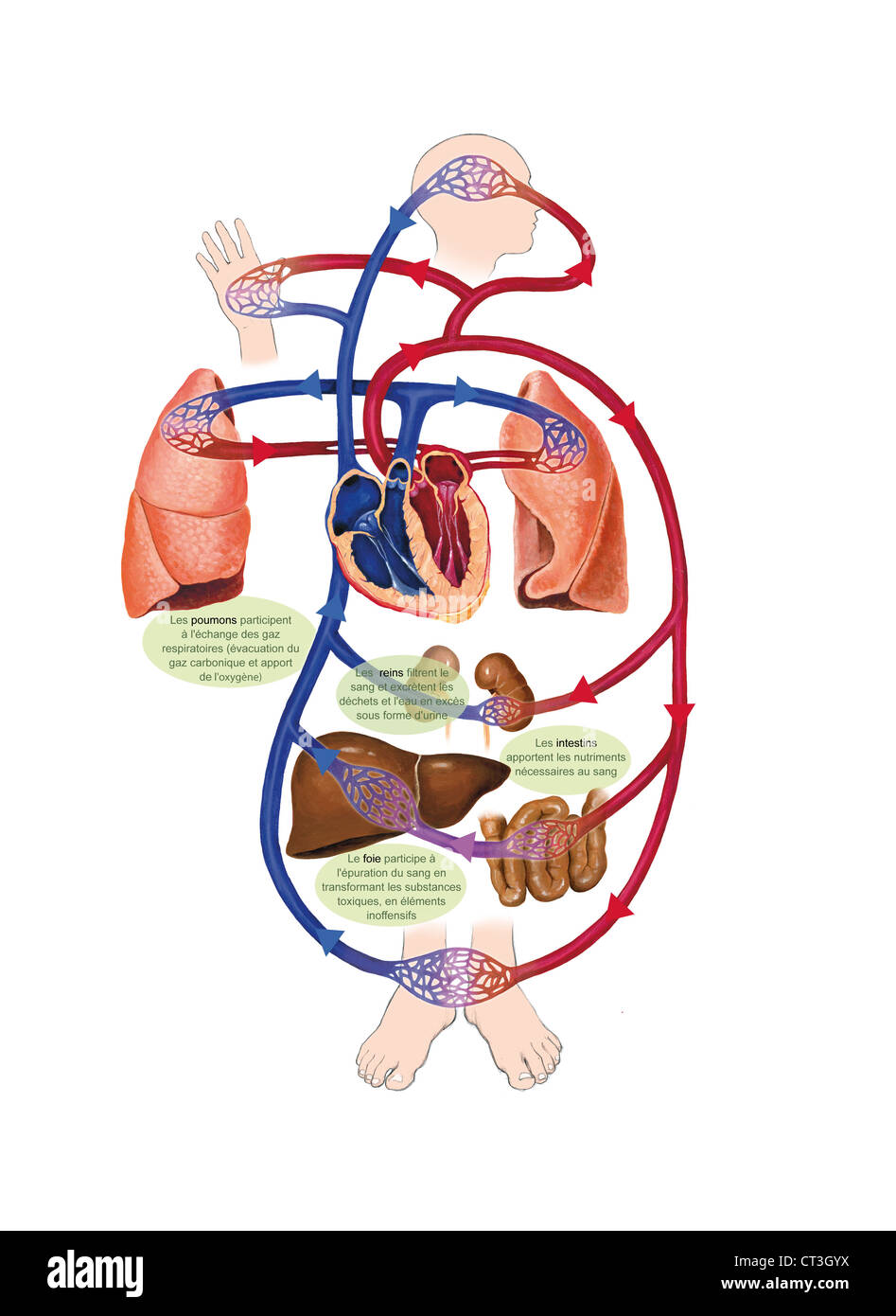 Heart, blood vessels lungs hi-res stock photography and images - Alamy