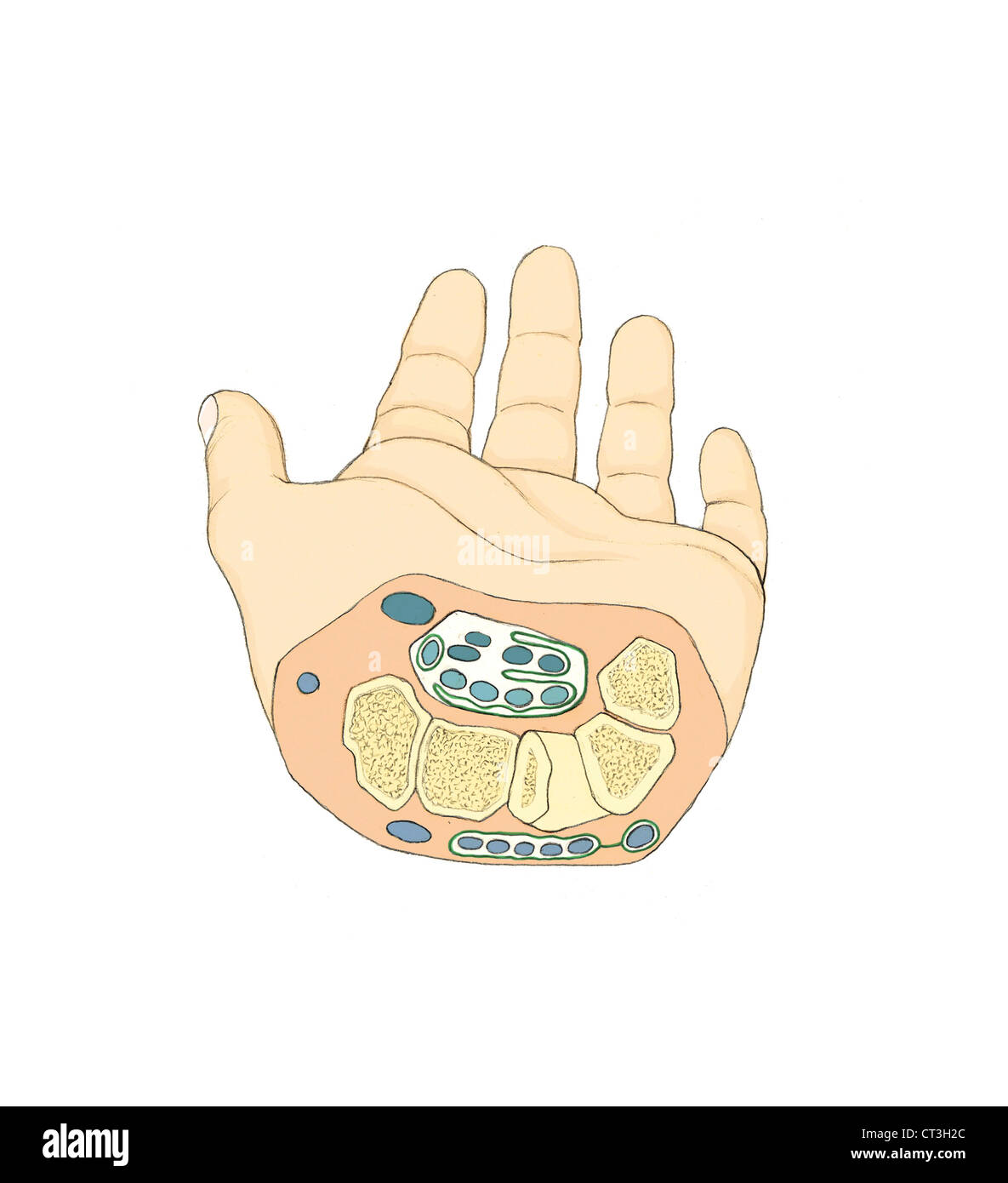 CARPAL TUNNEL, DRAWING Stock Photo Alamy