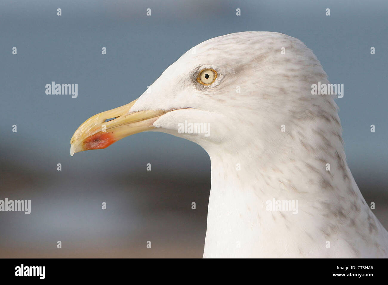 EUROPEAN HERRING GULL Stock Photo Alamy