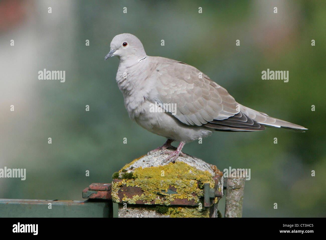 EURASIAN COLLARED DOVE Stock Photo - Alamy