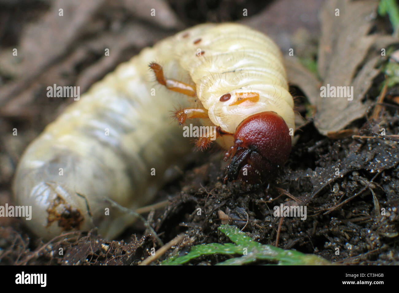Berlin, a white grub on a dunghill Stock Photo