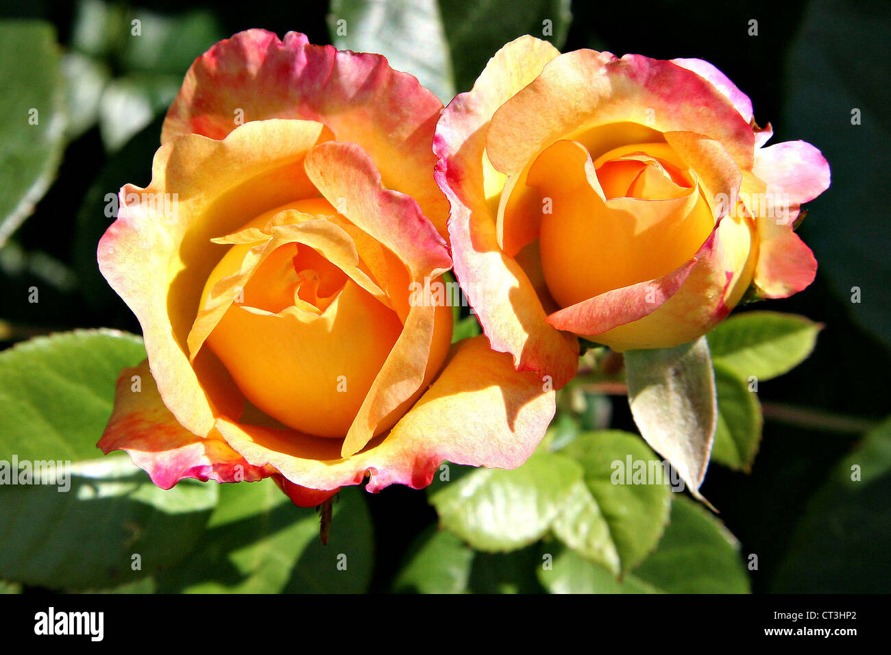 Rose tree rosa sp hi-res stock photography and images - Alamy