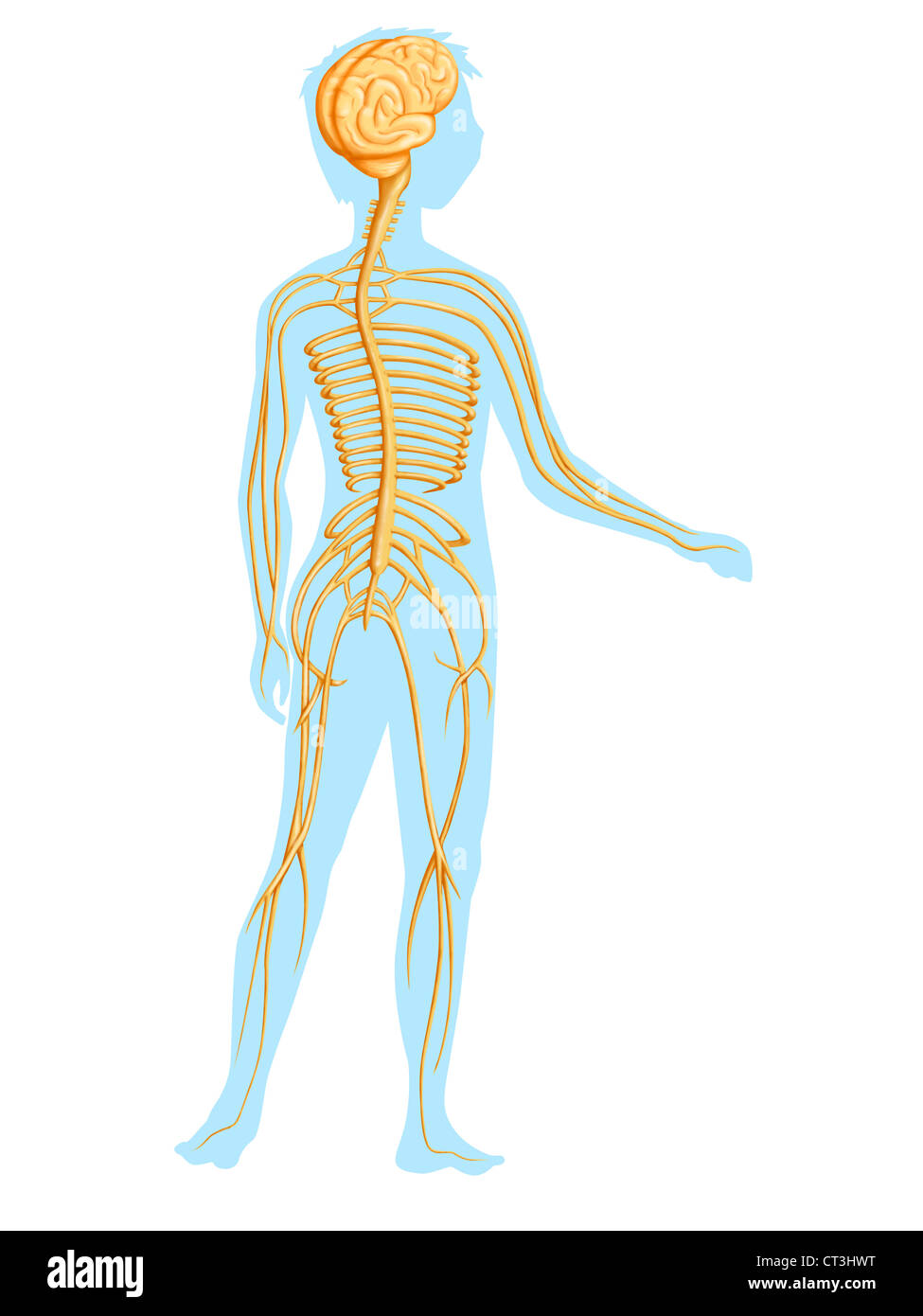 NERVOUS SYSTEM, DRAWING Stock Photo