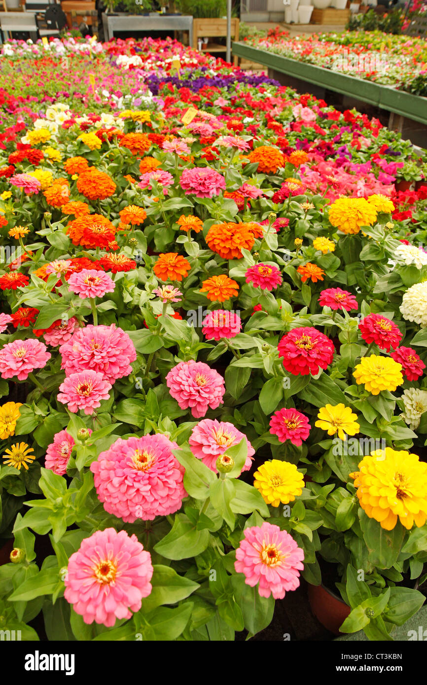 Garden center in Banyoles, Girona, Catalonia, Spain. Stock Photo