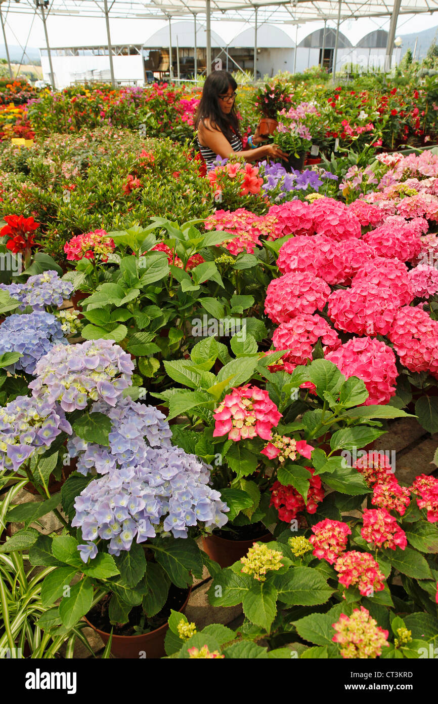 Garden center in Banyoles, Girona, Catalonia, Spain. Stock Photo