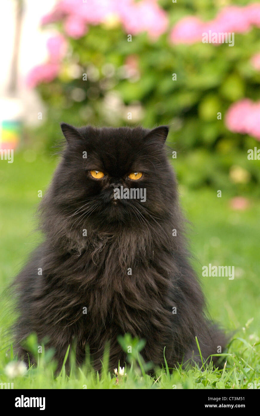 Persian cat outside hires stock photography and images Alamy