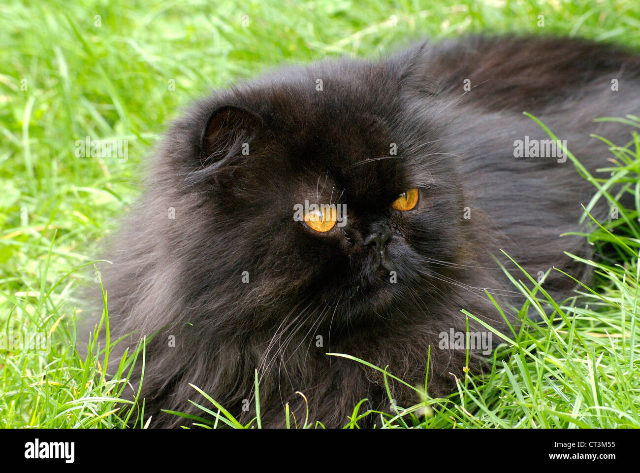 Persian cat outside hires stock photography and images Alamy