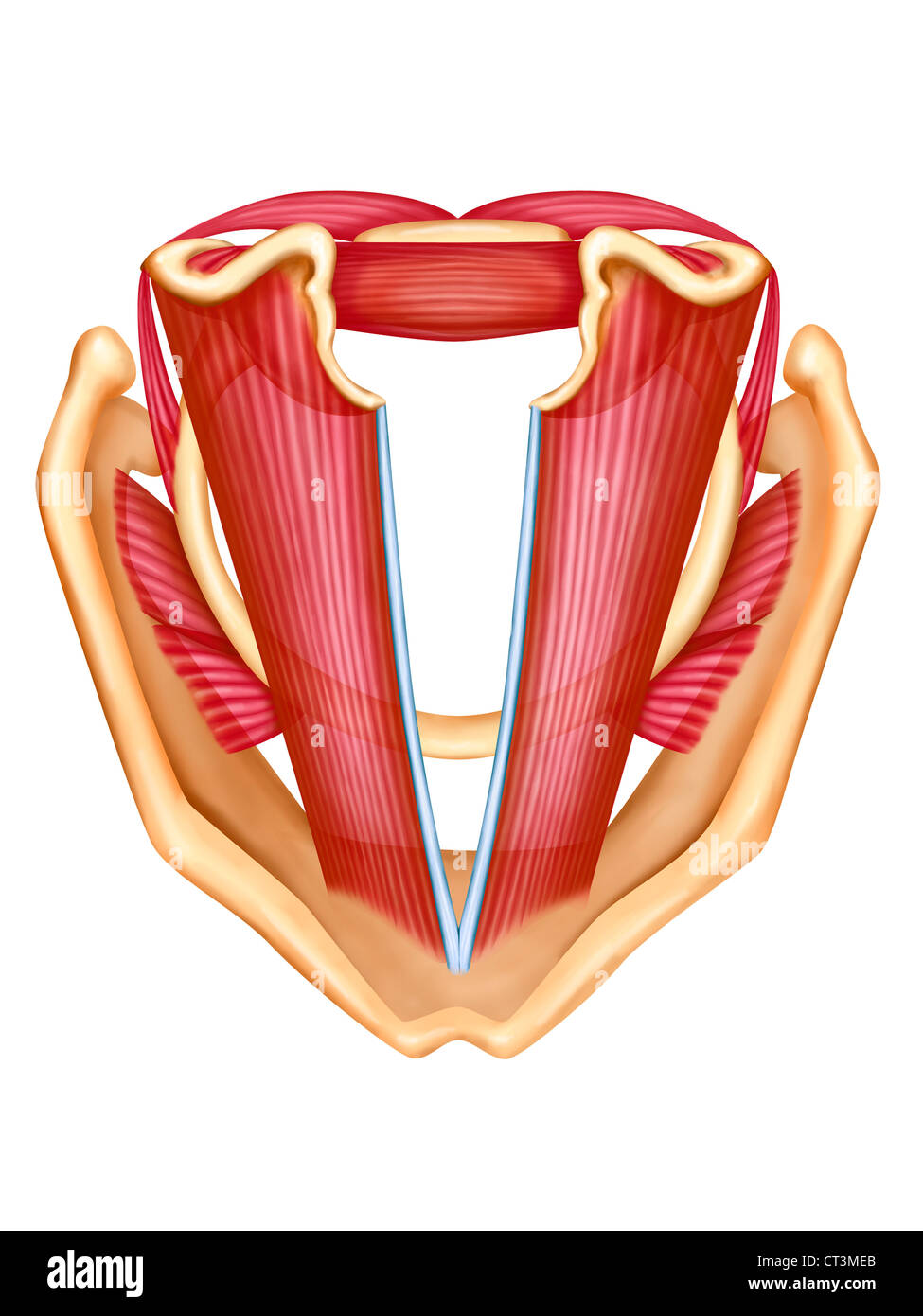 VOCAL CORD, DRAWING Stock Photo
