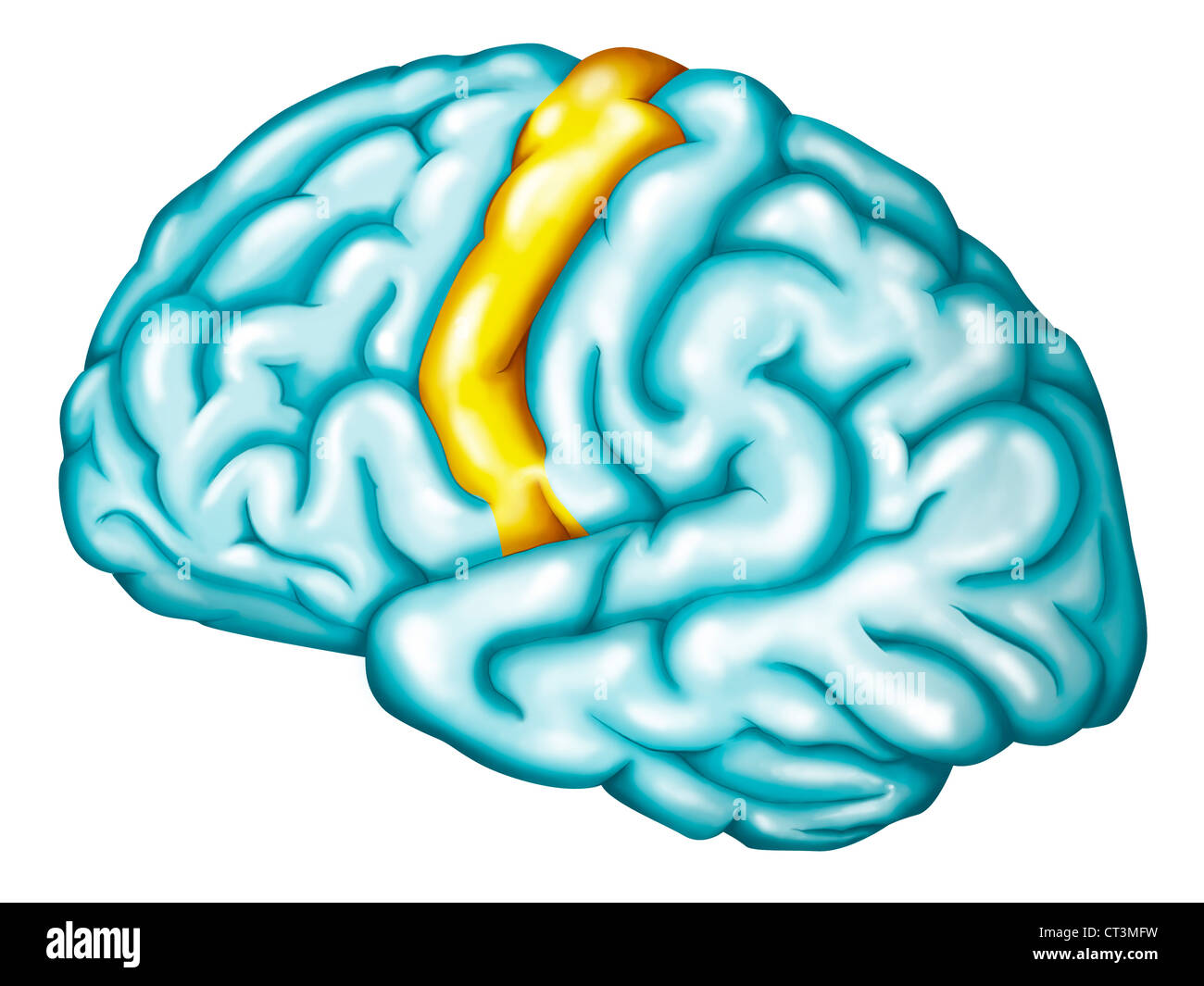 Motor cortex hi-res stock photography and images - Alamy