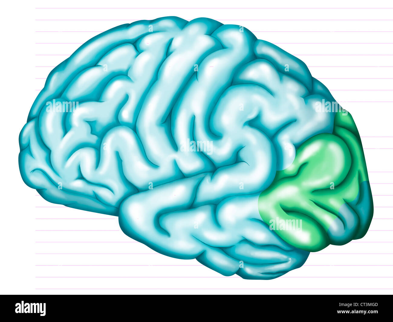 VISUAL CORTEX Stock Photo Alamy