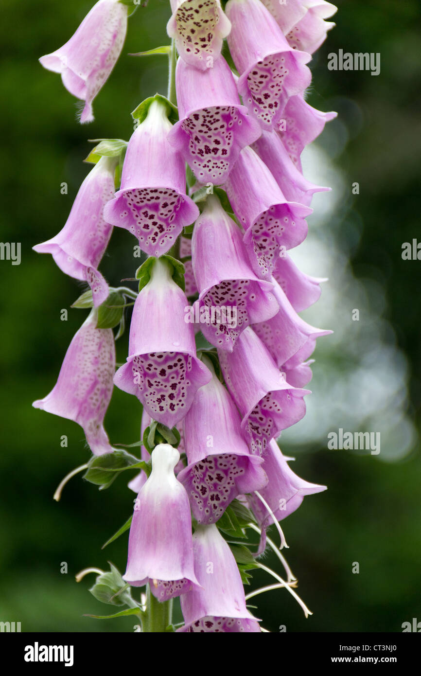 Foxgloves growing in an English Garden Stock Photo Alamy