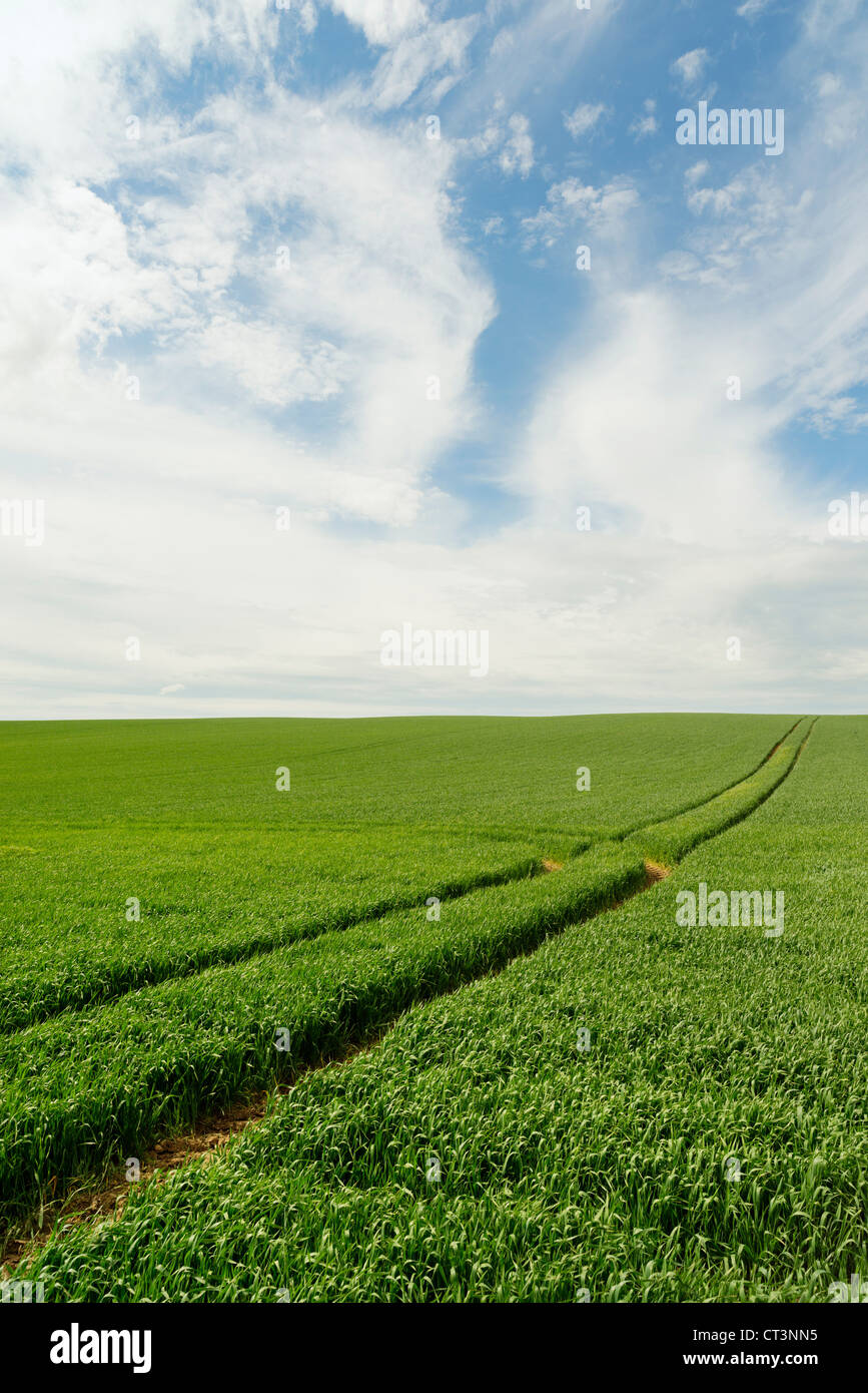 Tracks in crop field under blue sky Stock Photo