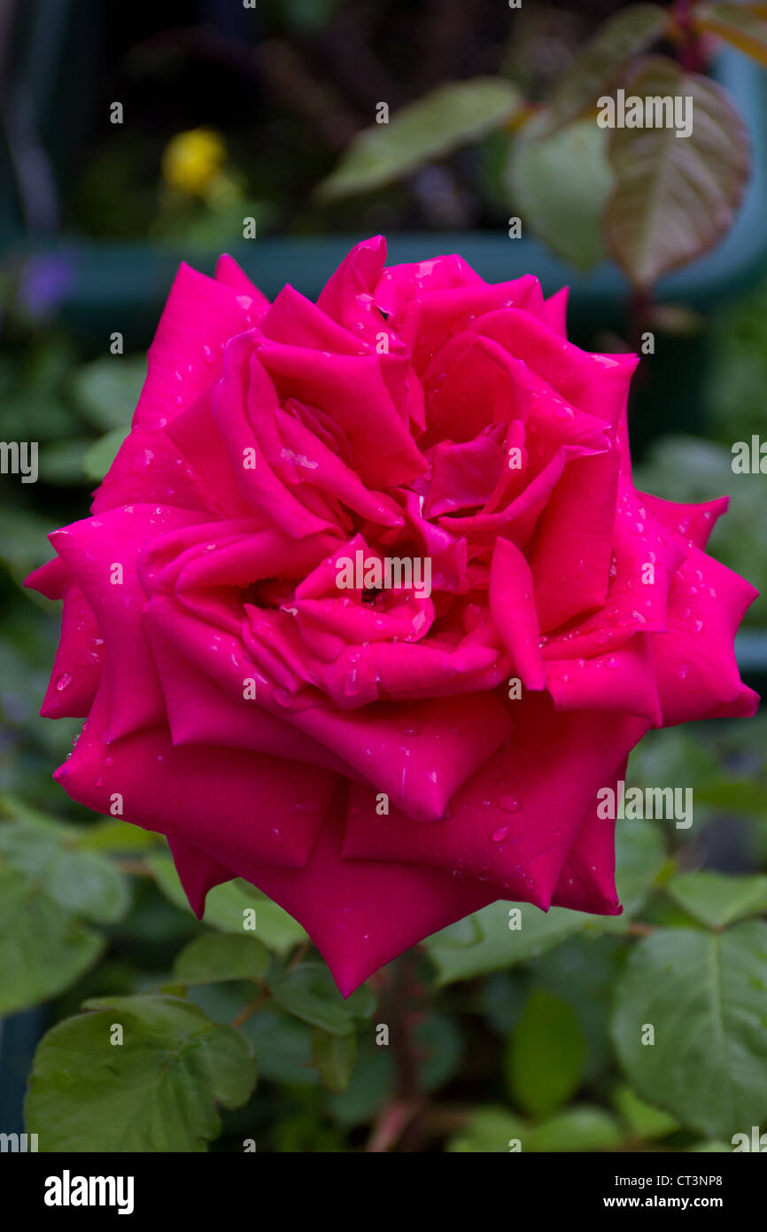 A single pink rose bloom Stock Photo