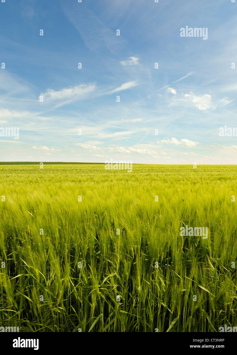 Field of tall grass under blue sky Stock Photo