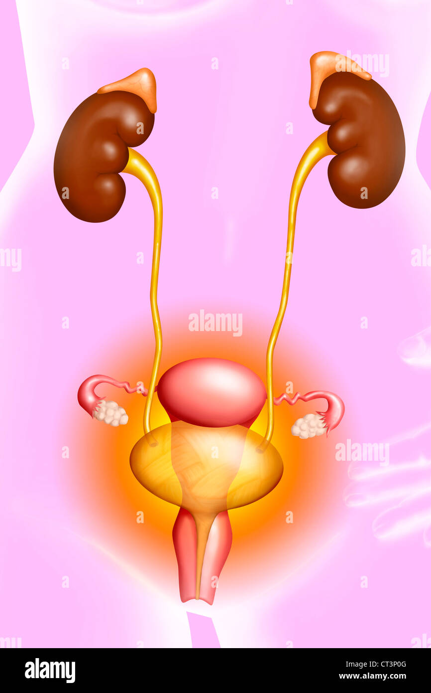 Cystitis Drawing High Resolution Stock Photography and Images - Alamy