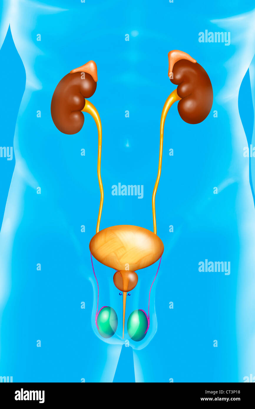 MALE GENITOURINARY TRACT Stock Photo