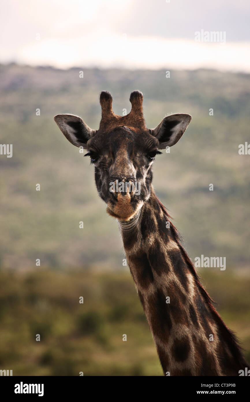 Close up of giraffes face Stock Photo