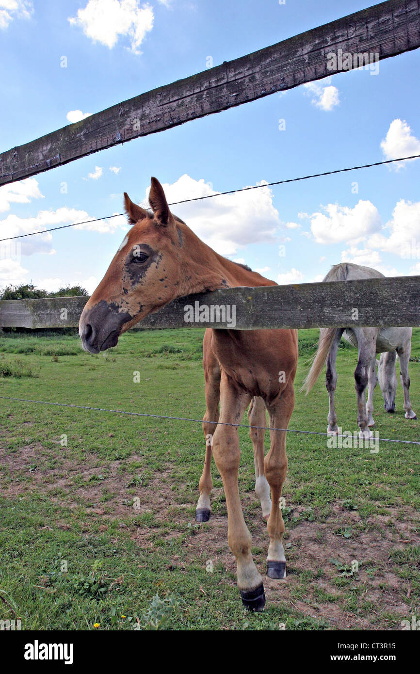 FRENCH SADDLEBRED HORSE Stock Photo Alamy