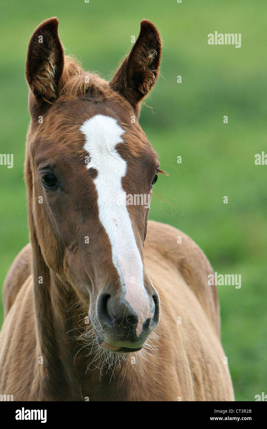 FRENCH SADDLEBRED HORSE Stock Photo Alamy