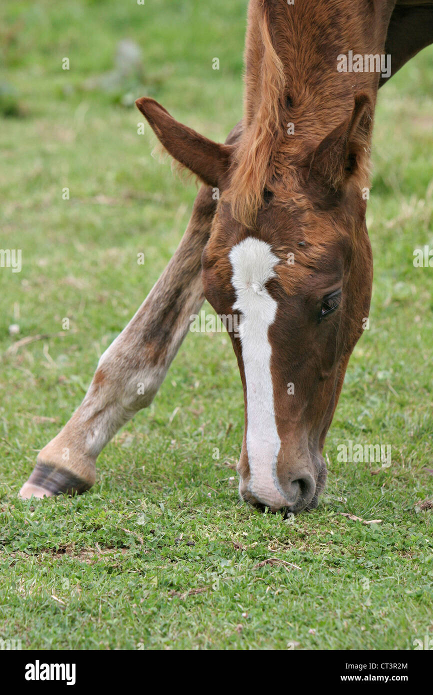 FRENCH SADDLEBRED HORSE Stock Photo Alamy