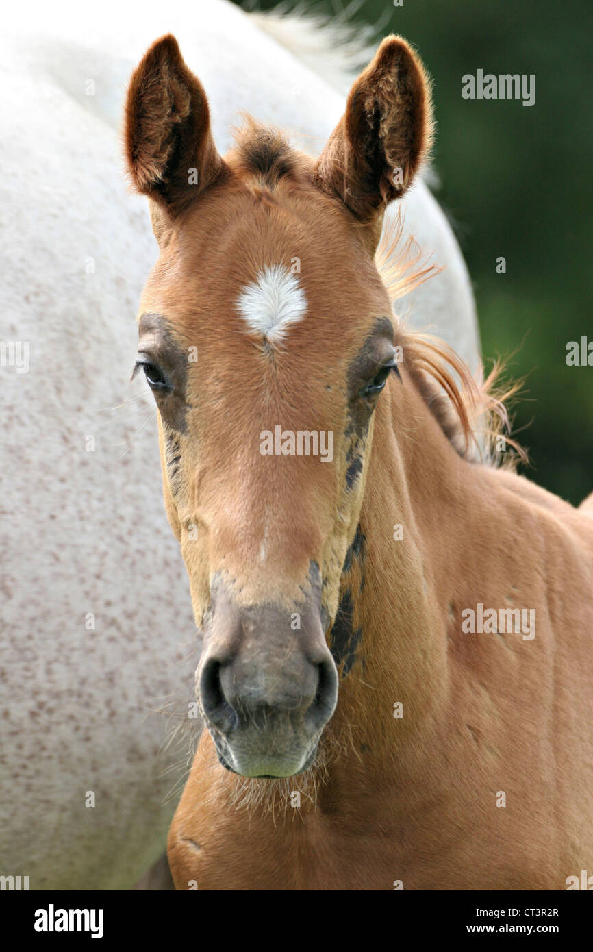 FRENCH SADDLEBRED HORSE Stock Photo Alamy