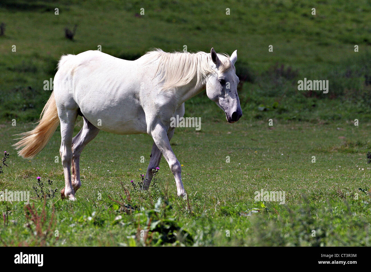 FRENCH SADDLEBRED HORSE Stock Photo Alamy