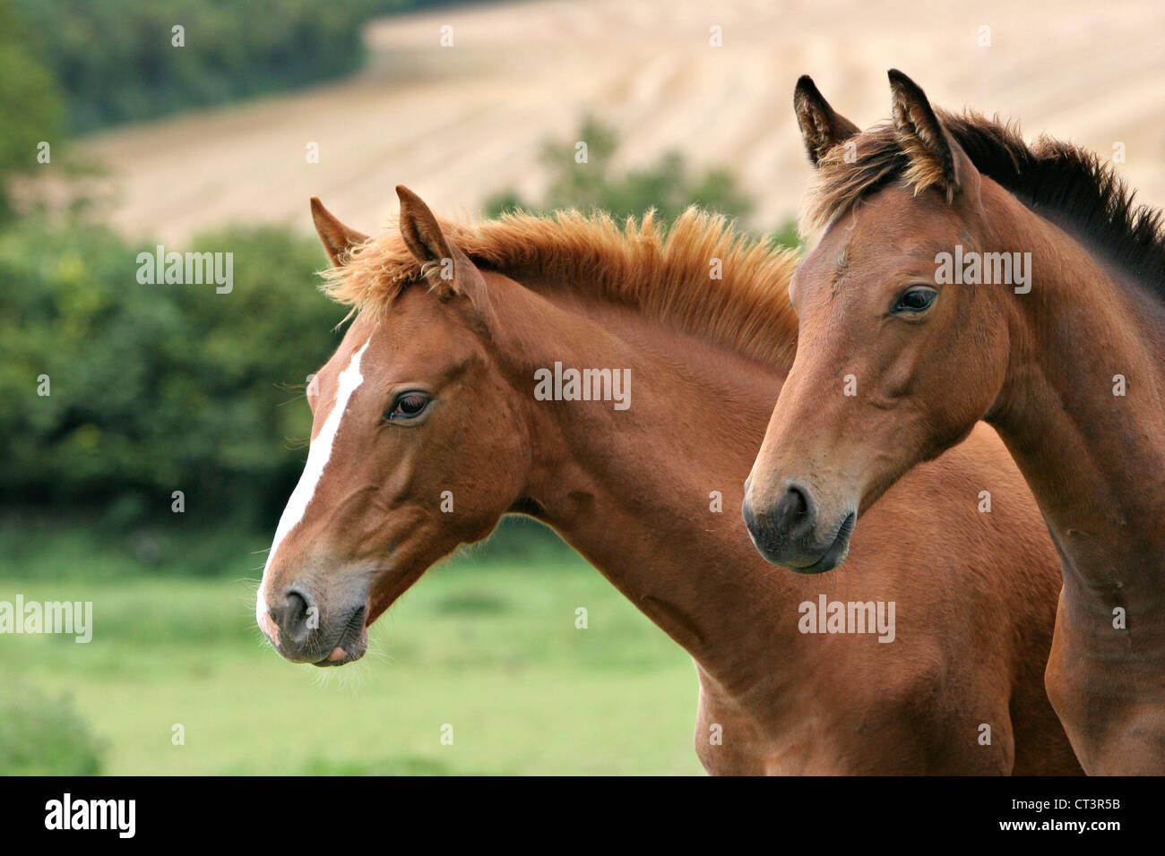 FRENCH SADDLEBRED HORSE Stock Photo