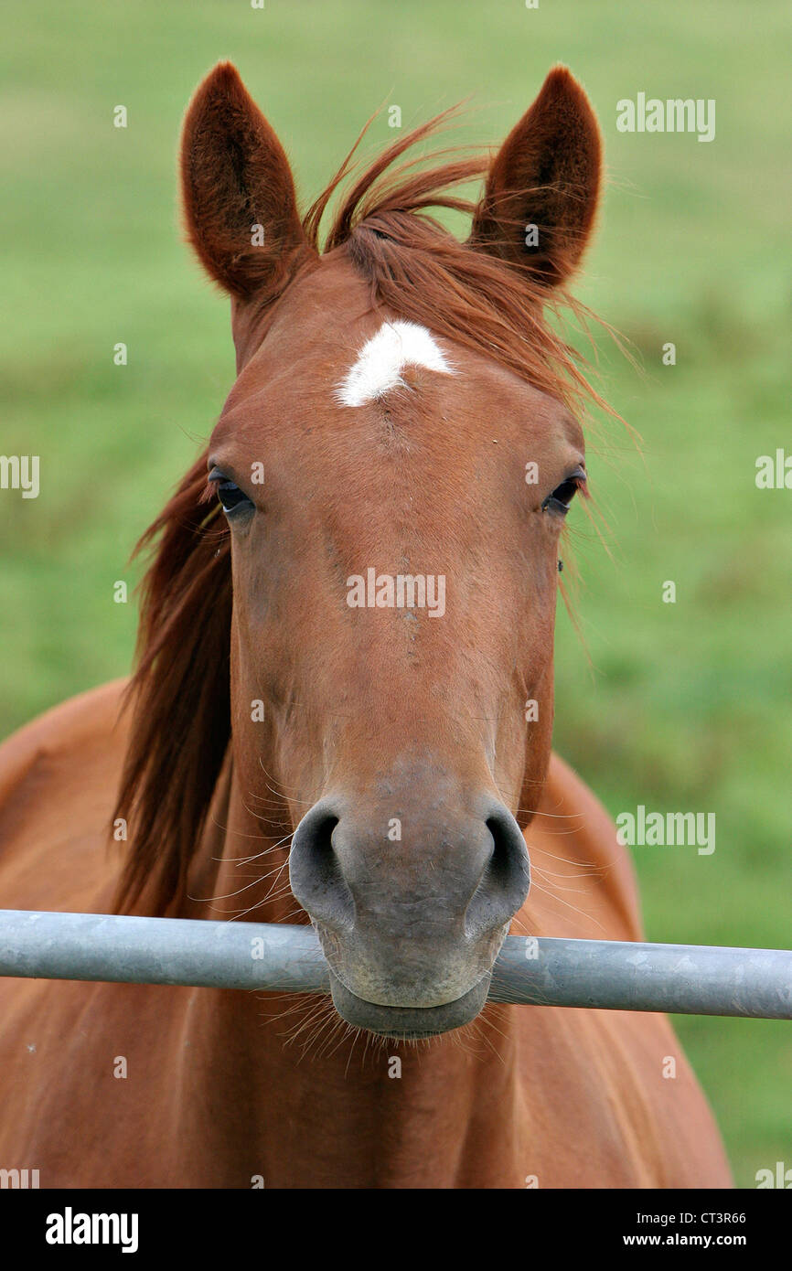 FRENCH SADDLEBRED HORSE Stock Photo Alamy