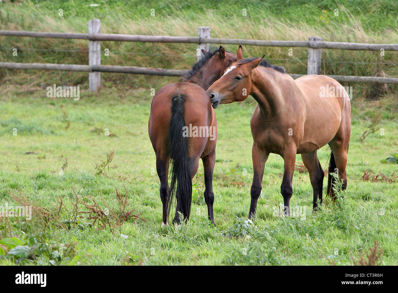 FRENCH SADDLEBRED HORSE Stock Photo
