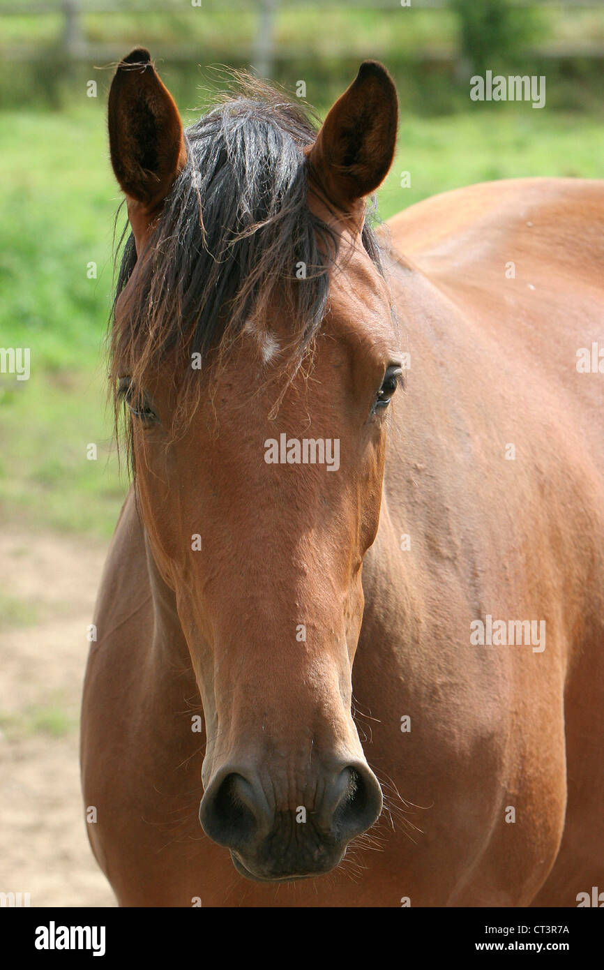 FRENCH SADDLEBRED HORSE Stock Photo Alamy