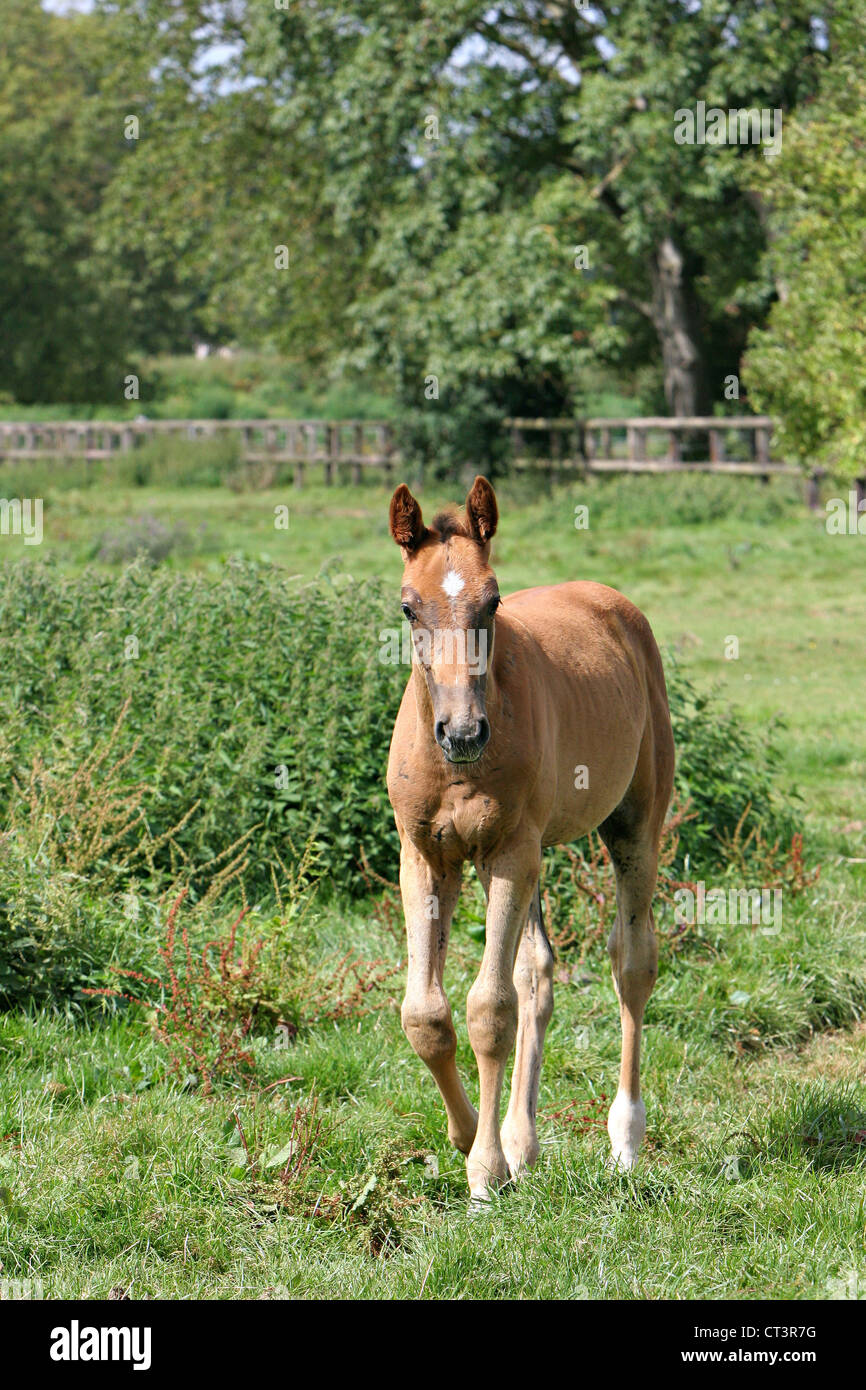 FRENCH SADDLEBRED HORSE Stock Photo Alamy