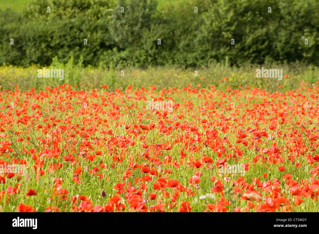 Somme poppy field hi-res stock photography and images - Alamy