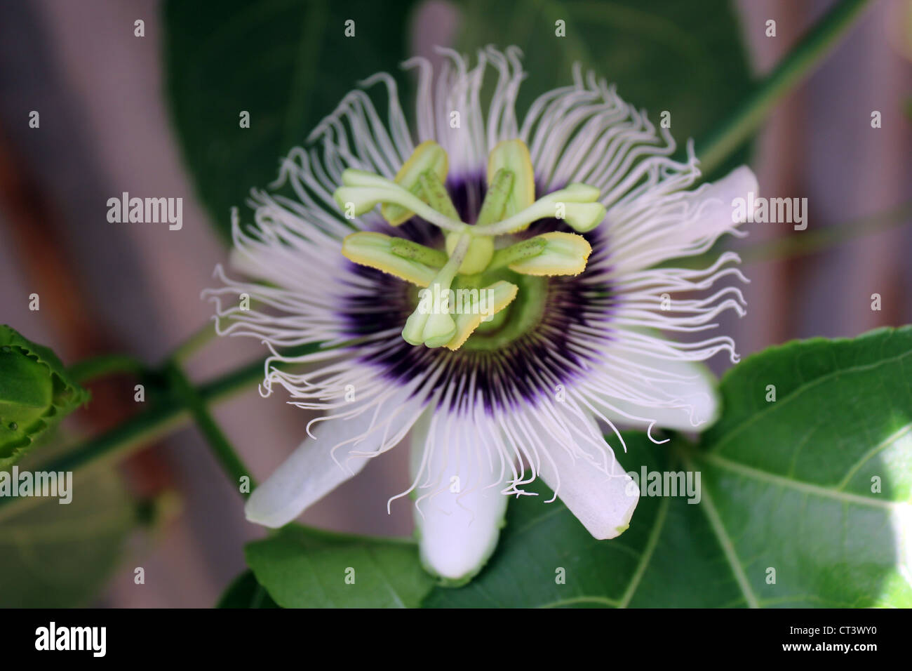 Flower of passiflora edulis commonly called passion fruit Stock Photo