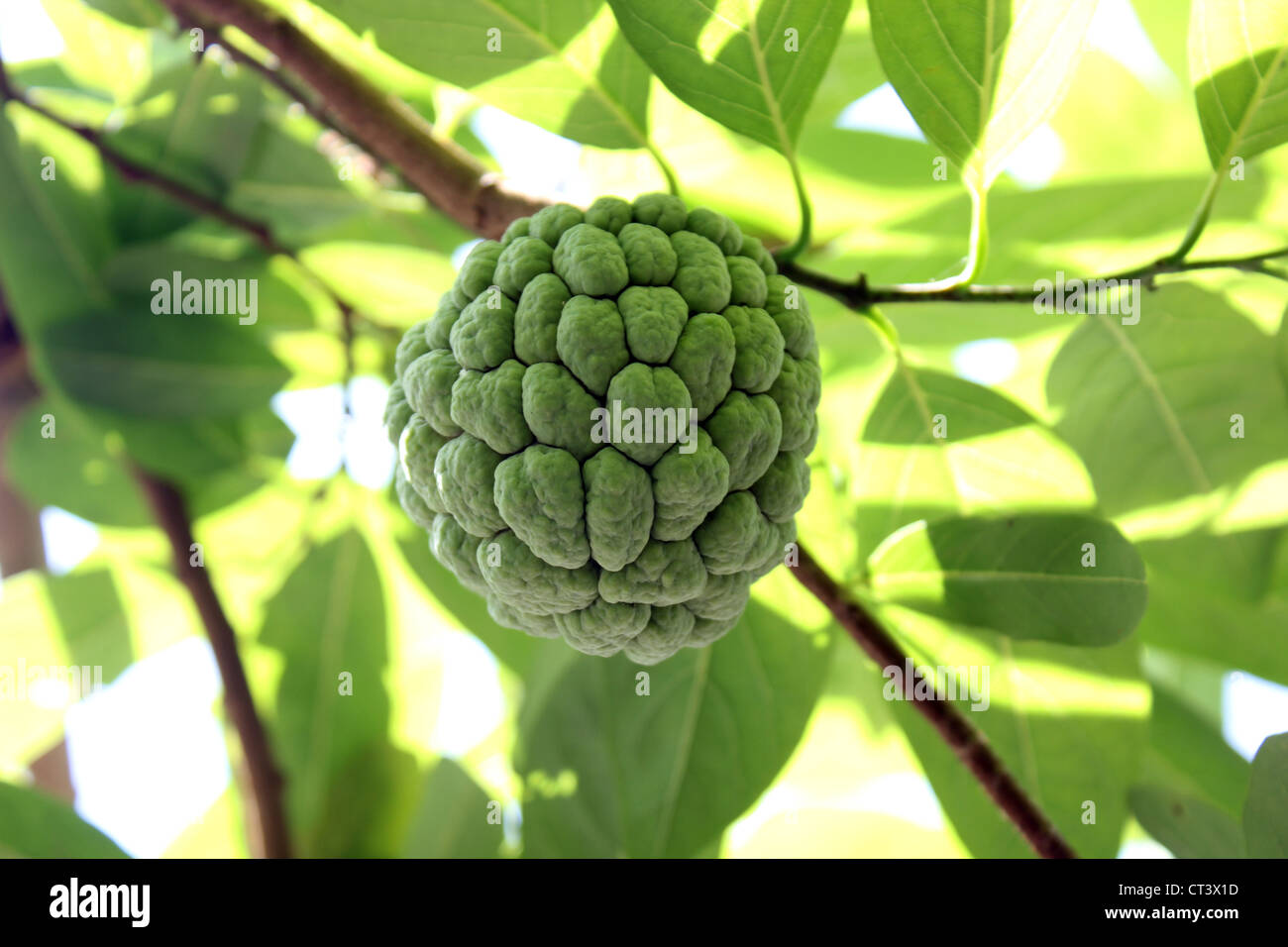A raw fruit of annona squamosa, sugar pineapple sweetsop Custard apple Stock Photo