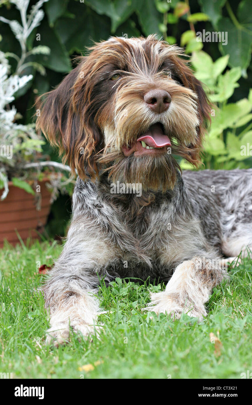 DOG, WIREHAIRED POINTING GRIFFON Stock Photo Alamy