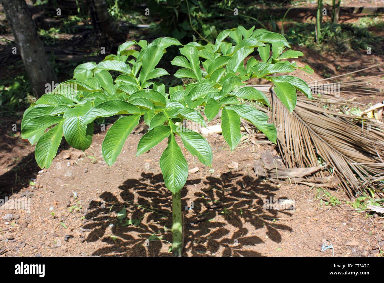 Plant of Elephant foot Yam or Amorphophallus paeoniifolius Stock Photo