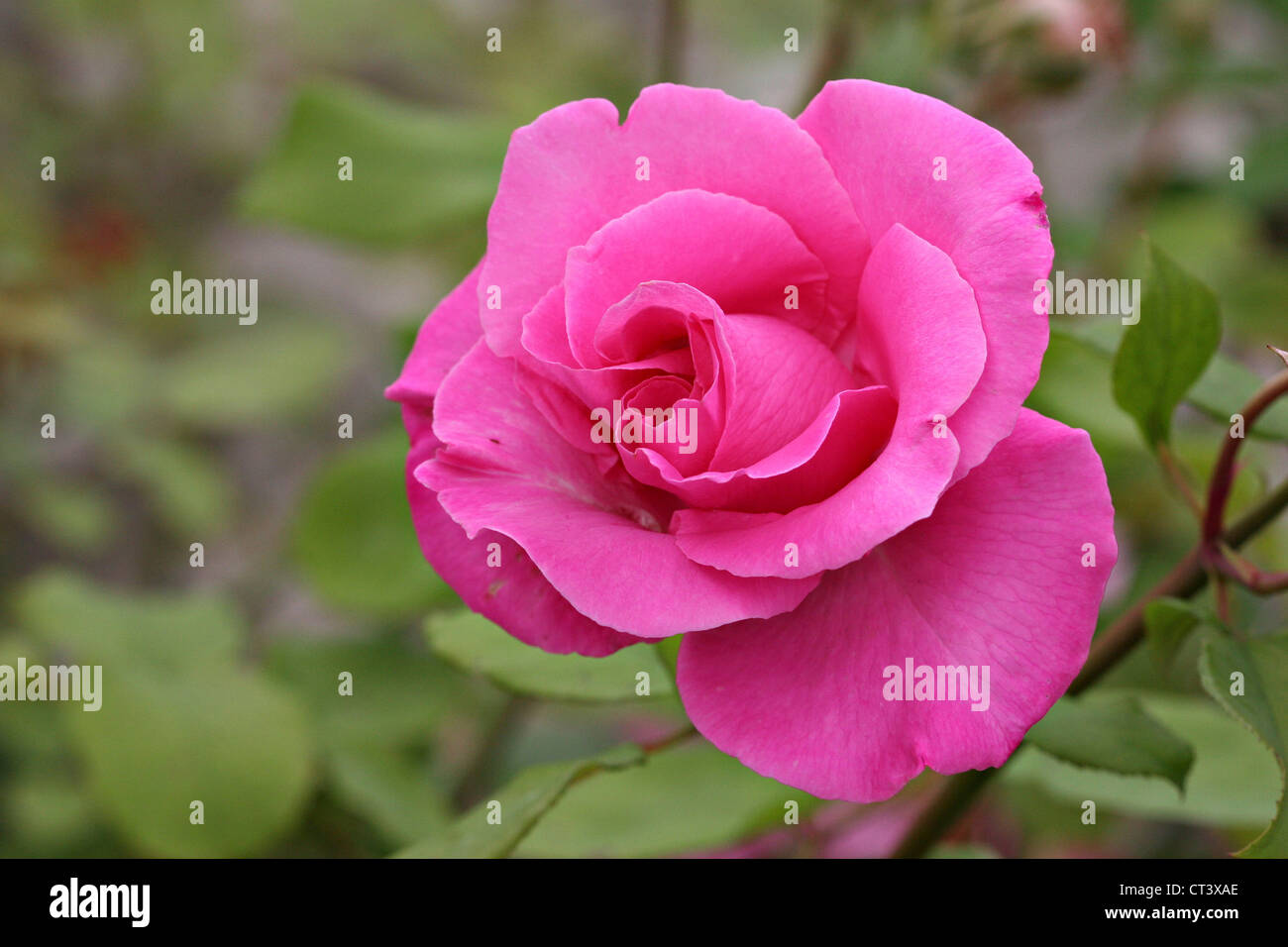 Rose tree rosa sp hi-res stock photography and images - Alamy