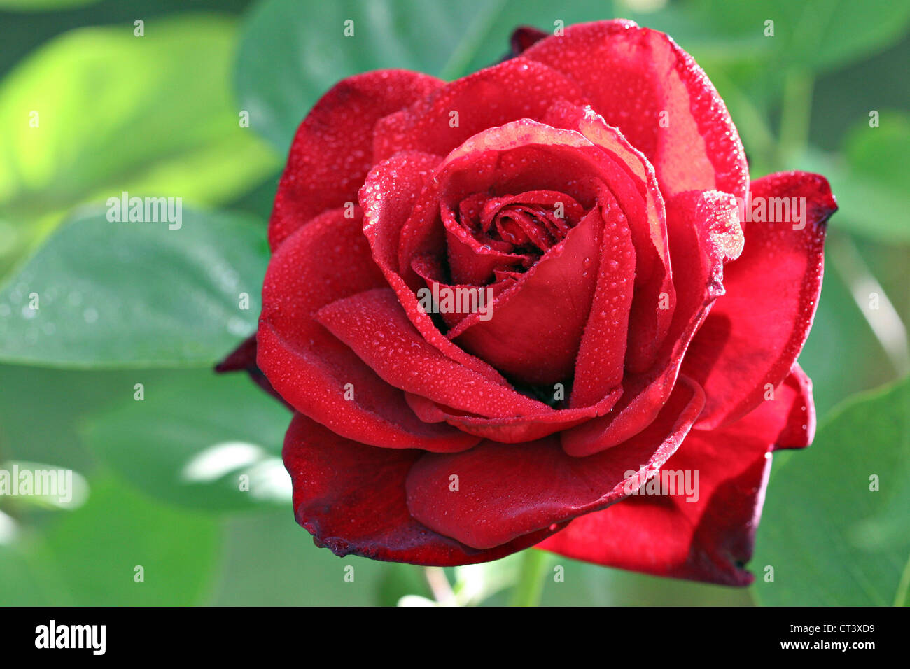 Rose tree rosa sp hi-res stock photography and images - Alamy
