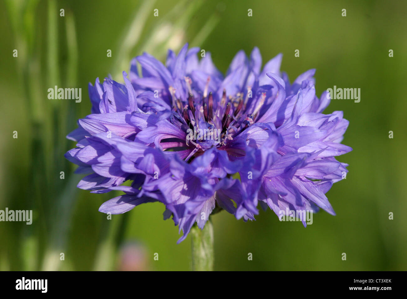 Cornflower knapweed single one hi-res stock photography and images - Alamy