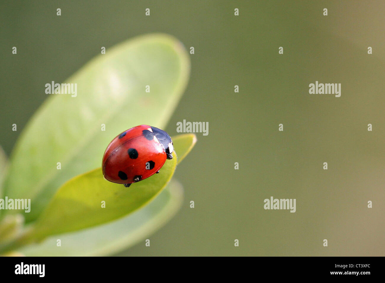 Seven Spot Ladybird Stock Photo - Alamy