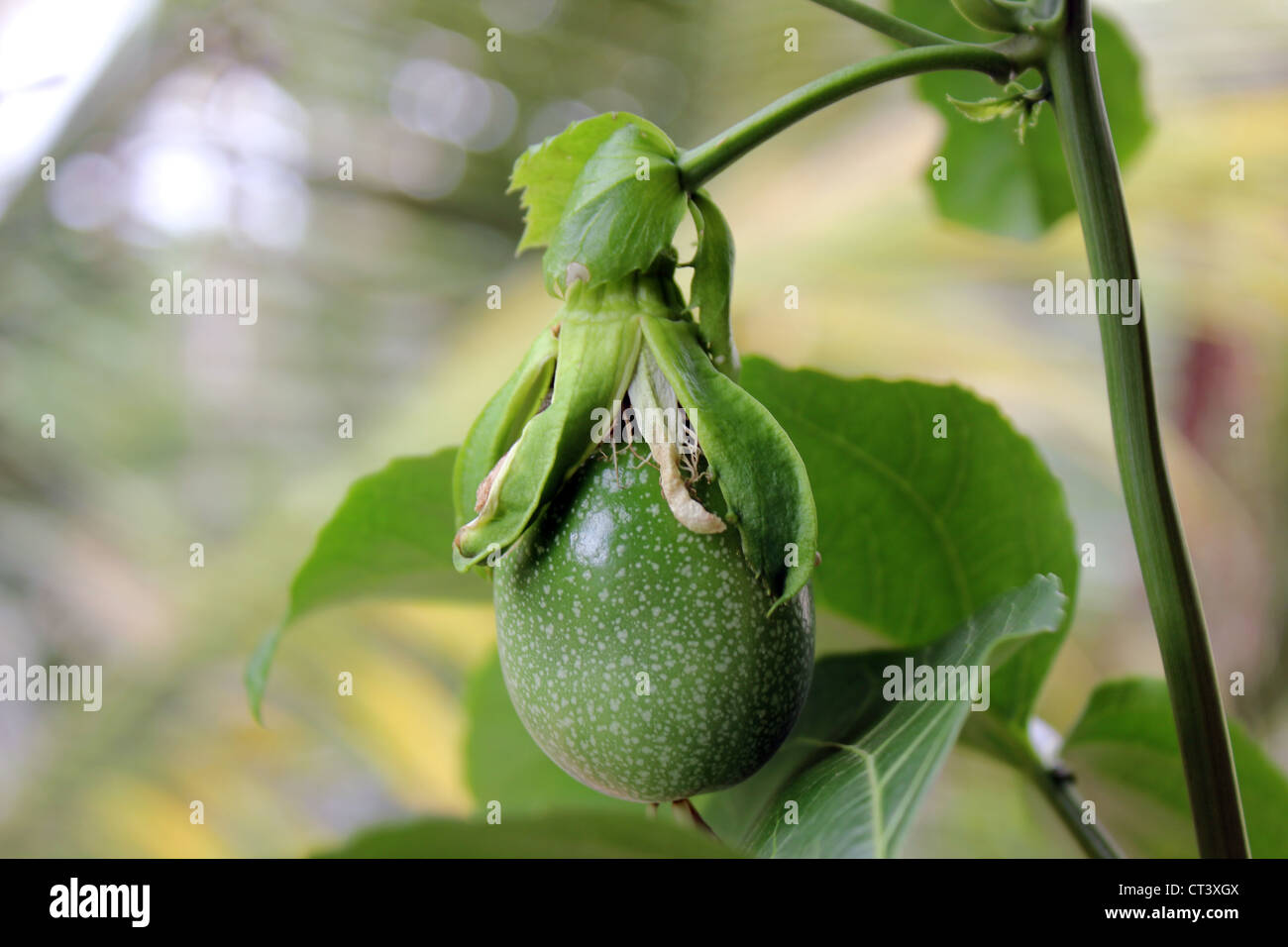 Fruit of passiflora edulis commonly called passion fruit Stock Photo