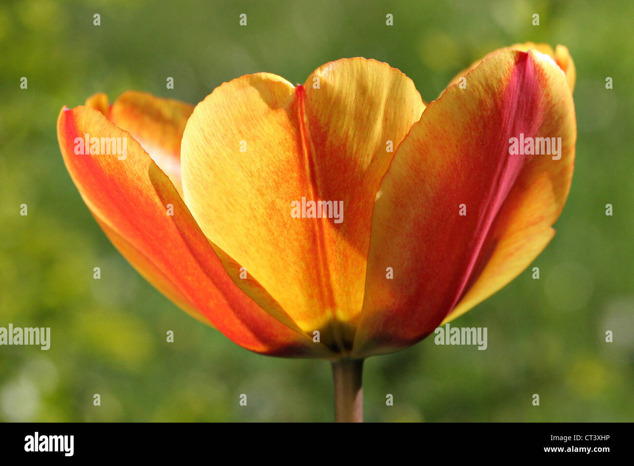 Tulip tulipa sp flowers hires stock photography and images Alamy
