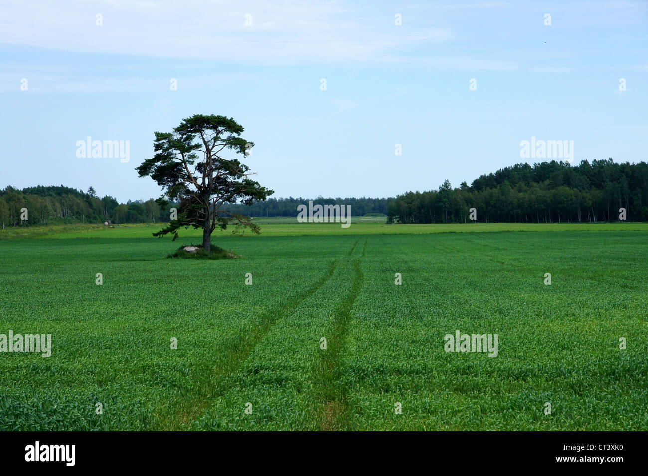 Plants on a background of the blue sky Stock Photo - Alamy