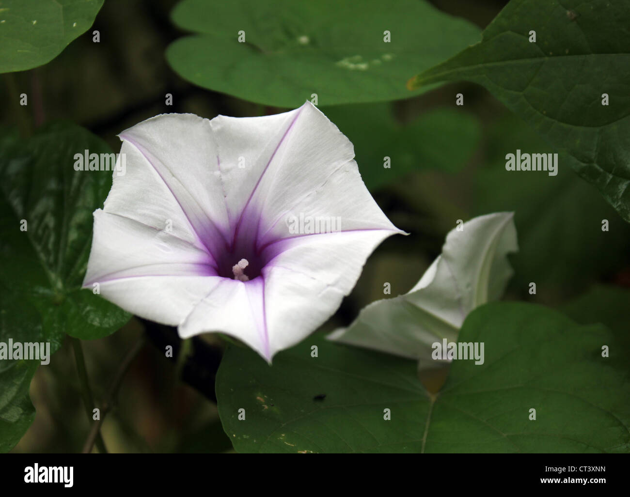 Flower of clove bean calonyction muricatum Ipomoea muricata purple ...