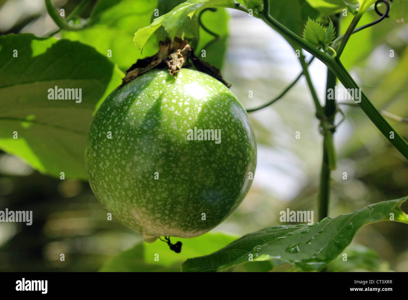 Fruit of passiflora edulis commonly called passion fruit Stock Photo