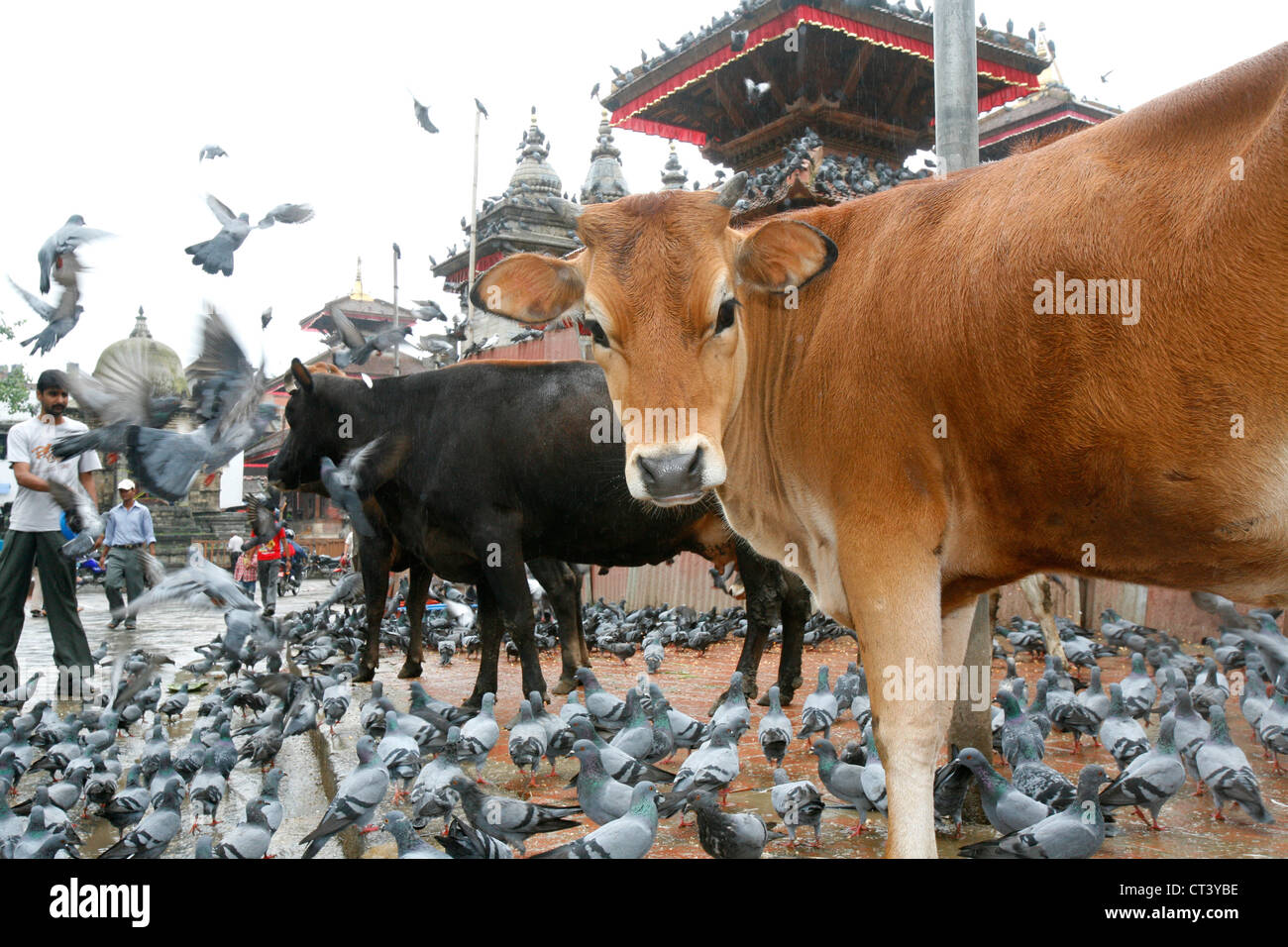 Sacred animal nepal hi-res stock photography and images - Alamy