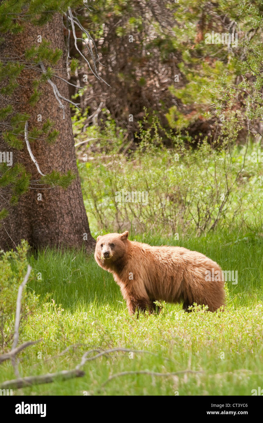American Black bear in Yosemite National Park Stock Photo Alamy