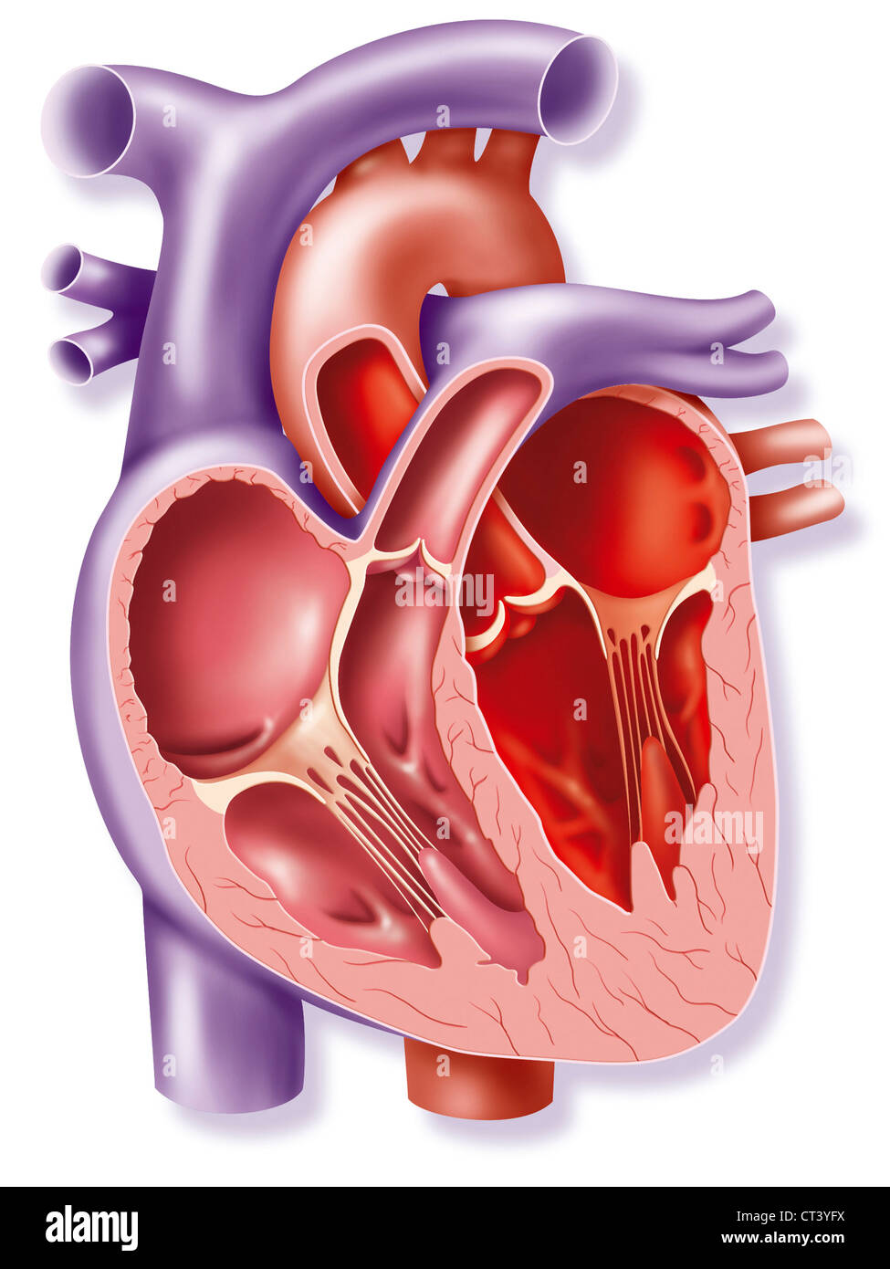 HEART, ILLUSTRATION Stock Photo