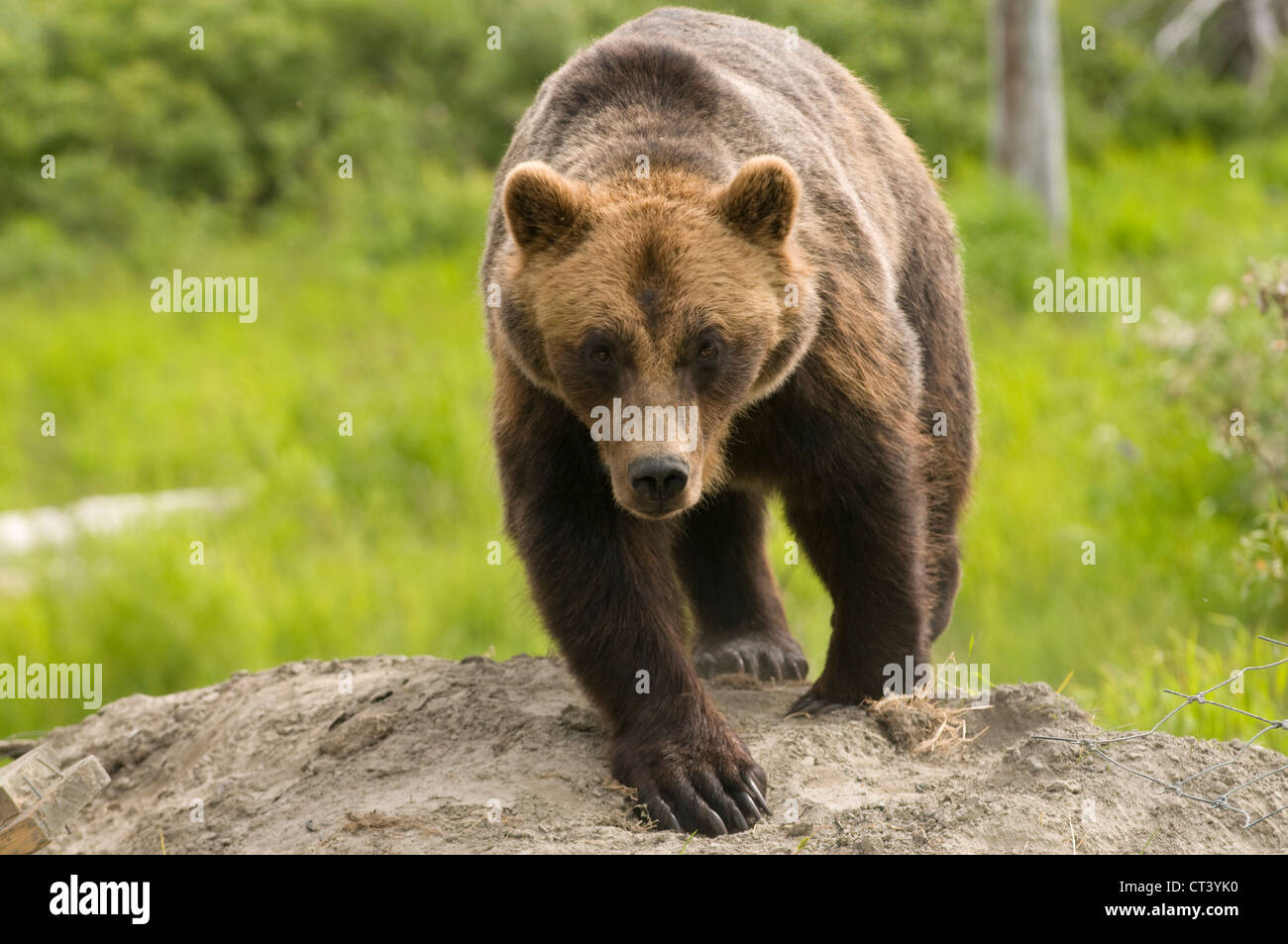dangerous Alaskan Grizzly bear walking towards the viewer Stock Photo