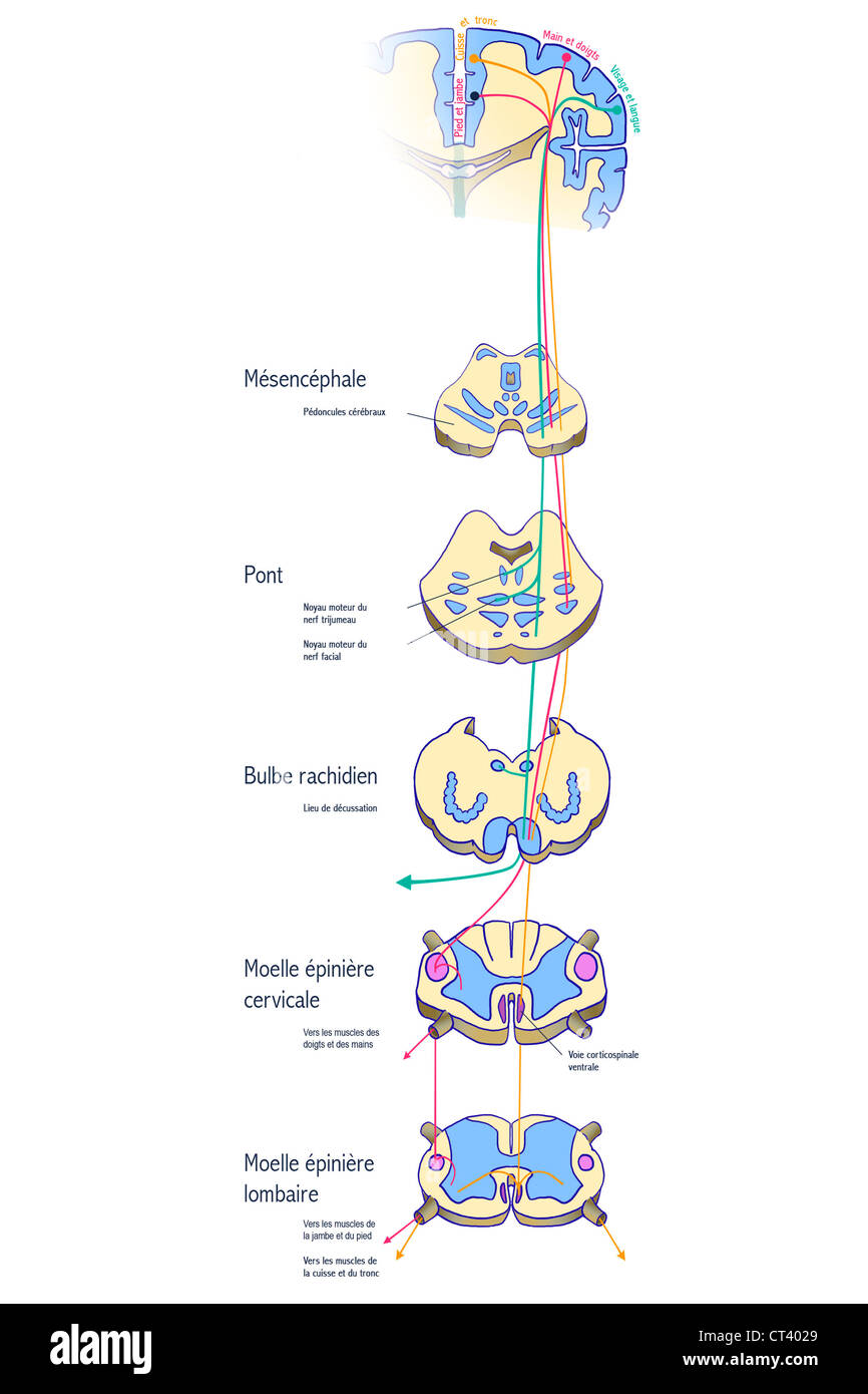 Pyramidal Tracts Anatomy